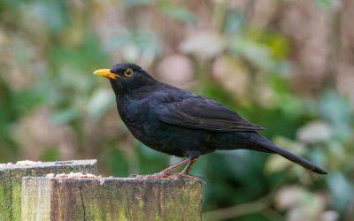 Que signifie la présence d’un merle dans votre jardin ?
