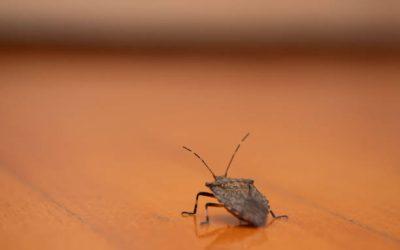 Punaise marron dans la maison : quelle est sa signification spirituelle ?
